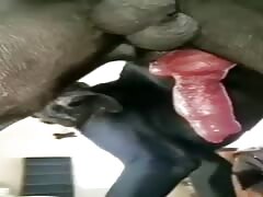 Zoophilia 