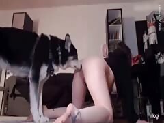 Dogknotting content