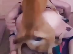 Dogknotting content