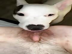 K9