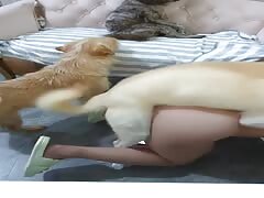 dog take turns fuck this asian woman